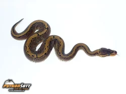Python regius PINSTRIPE - odchov 2014